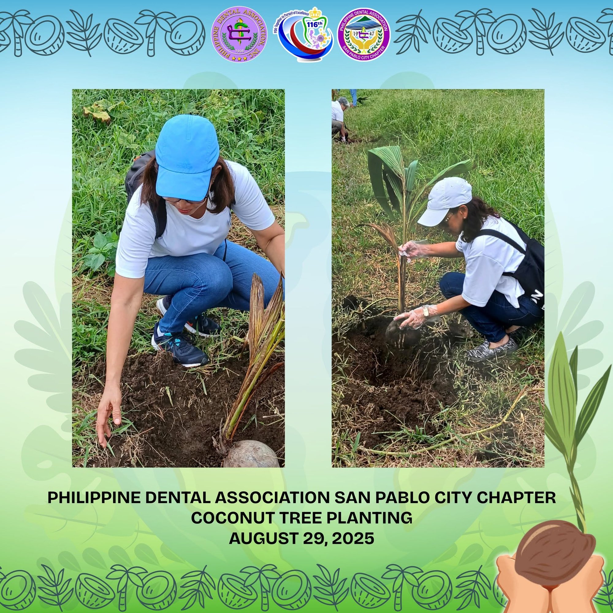Planting the seedlings
